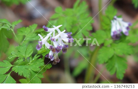Wildflowers: Corydalis 136749253