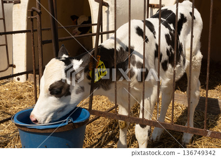 Calf drinks in paddock at livestock farm 136749342