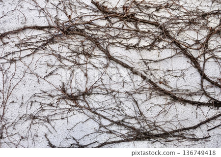 Withered ivy creeping up the white wall 136749418