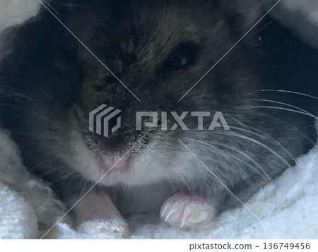 Hamster waking up 136749456