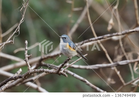Ruribitaki catching on branches Ruribitaki catching on branches 136749499