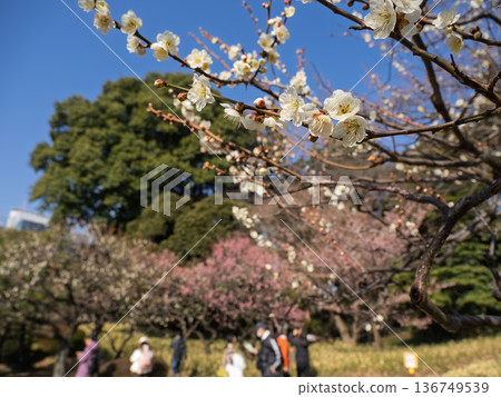 春意盎然的公園裡，人們正在欣賞櫻花，白梅花也競相綻放。 136749539