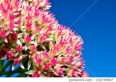 Sedum flowers, also known as stonecrop. 136749667