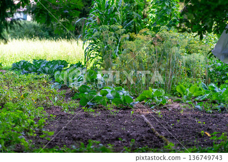 View of a small urban private vegetable garden with vegetables and herbs 136749743