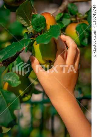 A child's hand picks an apple from a tree branch A child's hand picks an apple from a tree branch 136749744