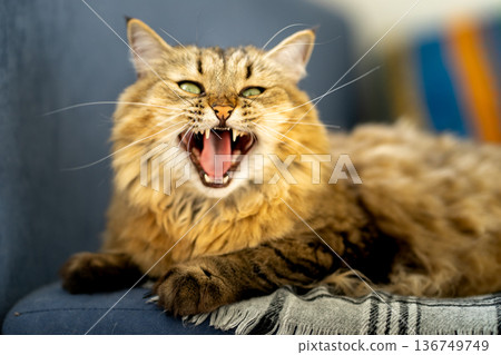 Fluffy domestic cat with green eyes on a blue sofa 136749749