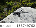 South African lizard 136749762