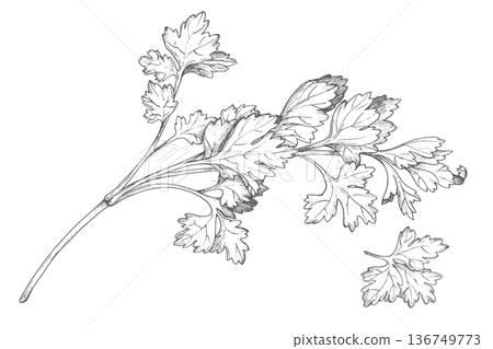 Parsley ink illustration. Vector ink styled handmade illustration. For packaging design, cards, cover, prints, product labels and fabric. Parsley ink illustration. Vector ink styled handmade illustration. For packaging design, cards, cover, prints, product labels and fabric. 136749773
