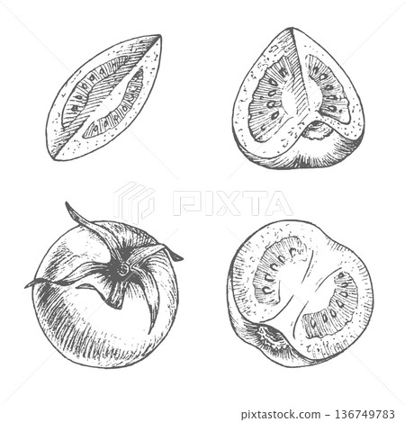 Tomato and parts of it. Vector ink styled handmade illustration. For packaging design, cards, cover, prints, product labels and fabric. 136749783