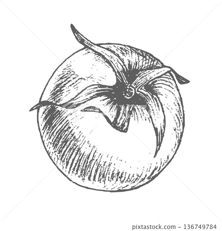 Tomato ink graphic. Vector ink styled handmade illustration. For packaging design, cards, cover, prints, product labels and fabric. 136749784