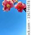 紅梅在藍天映襯下熠熠生輝 136749878