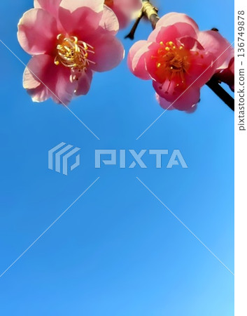 Red plum blossoms shining against the blue sky Red plum blossoms shining against the blue sky 136749878