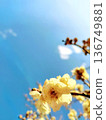 碧藍的天空映襯著潔白的梅花，閃閃發光。 136749881