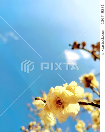 碧藍的天空映襯著潔白的梅花,閃閃發光。 碧藍的天空映襯著潔白的梅花,閃閃發光。 136749881