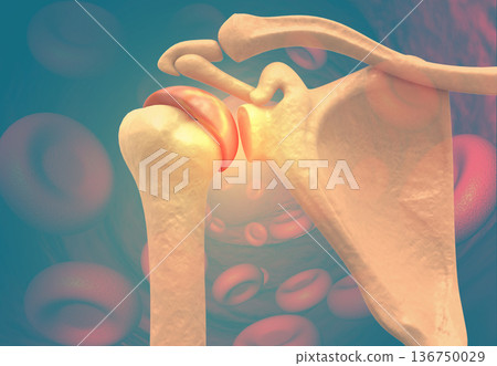 Human shoulder anatomy Human shoulder anatomy 136750029