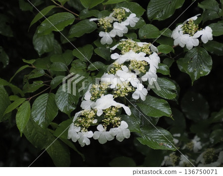Wet bush jasmine flowers in the rain 136750071