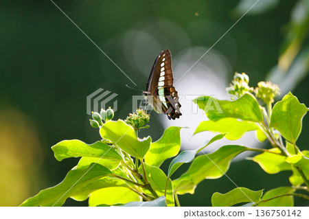 一隻美麗的蝴蝶,帶有迷人的柔和色帶,閃爍著綠松石色。 一隻美麗的蝴蝶,帶有迷人的柔和色帶,閃爍著綠松石色。 136750142