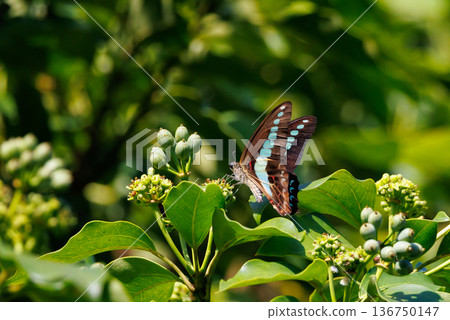 A beautiful butterfly with an attractive pastel-colored band that shines in turquoise. 136750147
