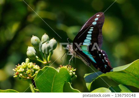 A beautiful butterfly with an attractive pastel-colored band that shines in turquoise. 136750148