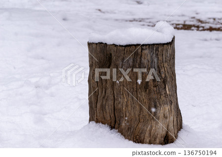 Snow falling on a tree stump Snow falling on a tree stump 136750194
