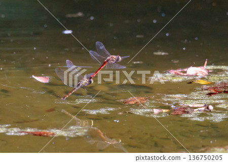 Sympetrum frequens, a dragonfly insect that represents autumn that begins to fly from summer Sympetrum frequens, a dragonfly insect that represents autumn that begins to fly from summer 136750205