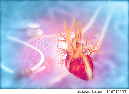 Human heart on medical science background Human heart on medical science background 136750365