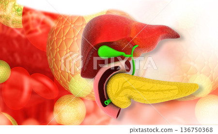 Human Liver 136750368