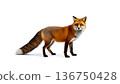 Red fox standing gracefully on a white background in a natural pose showcasing its vivid fur and alert expression 136750428