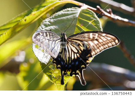 A familiar swallowtail butterfly that can be seen in a variety of places, from cities to mountain areas 136750443