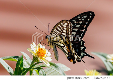 一種熟悉的燕尾蝴蝶，從城市到山區，在各個地方都可以看到。 136750452