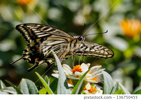 A familiar swallowtail butterfly that can be seen in a variety of places, from cities to mountain areas A familiar swallowtail butterfly that can be seen in a variety of places, from cities to mountain areas 136750455