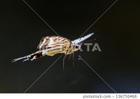A familiar swallowtail butterfly that can be seen in a variety of places, from cities to mountain areas A familiar swallowtail butterfly that can be seen in a variety of places, from cities to mountain areas 136750468