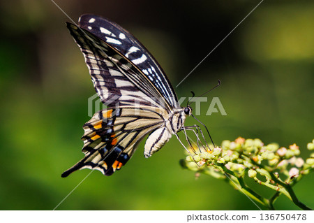 A familiar swallowtail butterfly that can be seen in a variety of places, from cities to mountain areas A familiar swallowtail butterfly that can be seen in a variety of places, from cities to mountain areas 136750478
