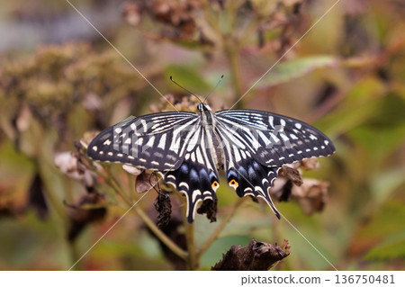一種熟悉的燕尾蝴蝶,從城市到山區,在各個地方都可以看到。 一種熟悉的燕尾蝴蝶,從城市到山區,在各個地方都可以看到。 136750481