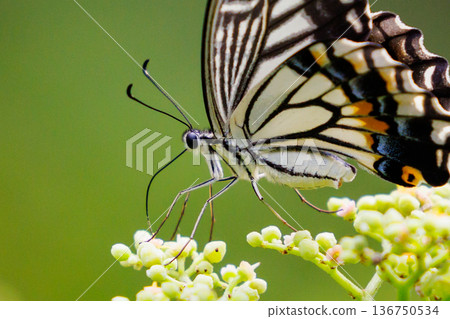 A familiar swallowtail butterfly that can be seen in a variety of places, from cities to mountain areas A familiar swallowtail butterfly that can be seen in a variety of places, from cities to mountain areas 136750534