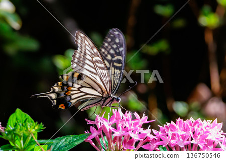 一種熟悉的燕尾蝴蝶，從城市到山區，在各個地方都可以看到。 136750546