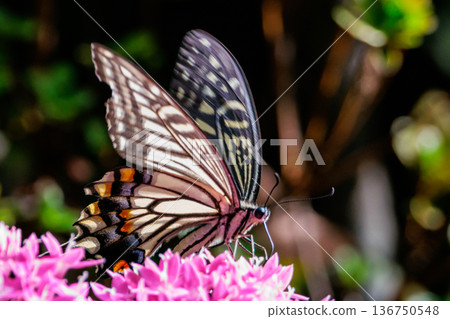 A familiar swallowtail butterfly that can be seen in a variety of places, from cities to mountain areas 136750548