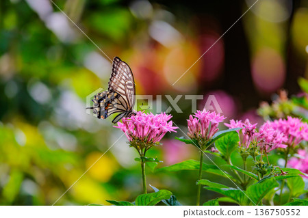 一種熟悉的燕尾蝴蝶，從城市到山區，在各個地方都可以看到。 136750552