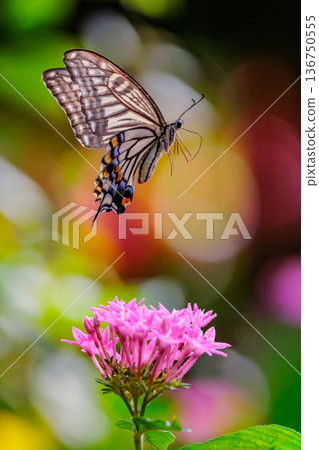一種熟悉的燕尾蝴蝶，從城市到山區，在各個地方都可以看到。 136750555