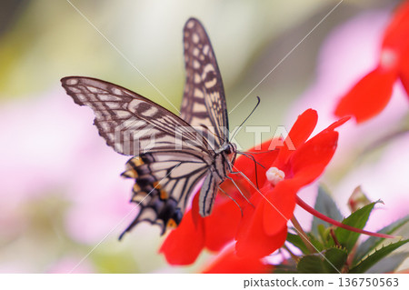A familiar swallowtail butterfly that can be seen in a variety of places, from cities to mountain areas A familiar swallowtail butterfly that can be seen in a variety of places, from cities to mountain areas 136750563