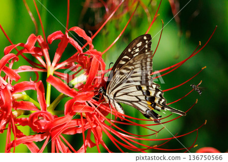 A familiar swallowtail butterfly that can be seen in a variety of places, from cities to mountain areas 136750566
