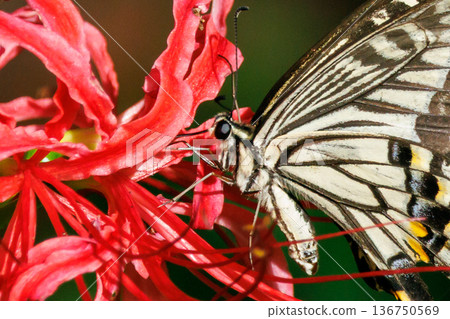 一種熟悉的燕尾蝴蝶,從城市到山區,在各個地方都可以看到。 一種熟悉的燕尾蝴蝶,從城市到山區,在各個地方都可以看到。 136750569