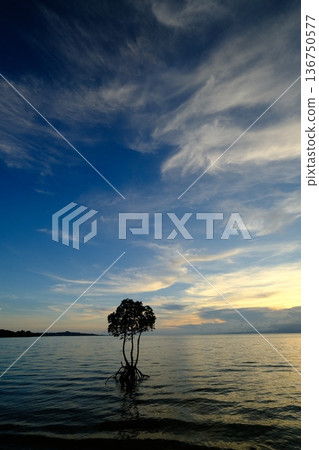 石垣島紅樹林和秋雲 石垣島紅樹林和秋雲 136750577