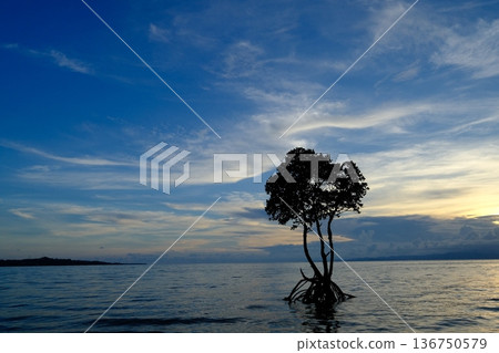 石垣島紅樹林和秋雲 石垣島紅樹林和秋雲 136750579