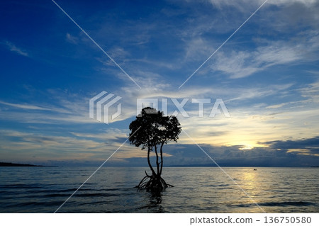 Ishigaki Island mangrove and autumn clouds Ishigaki Island mangrove and autumn clouds 136750580