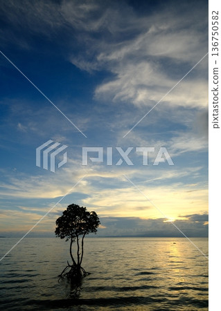 Ishigaki Island mangrove and autumn clouds Ishigaki Island mangrove and autumn clouds 136750582