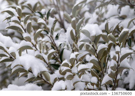 雪花落在樹葉上 雪花落在樹葉上 136750600