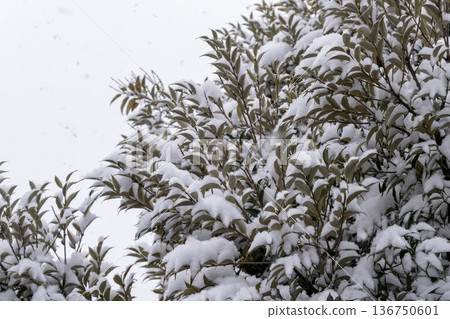 天灰濛濛的,雪花飄落在樹葉上。 天灰濛濛的,雪花飄落在樹葉上。 136750601
