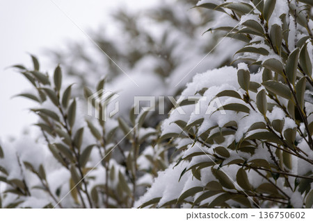 Gray skies and snow falling on tree leaves Gray skies and snow falling on tree leaves 136750602