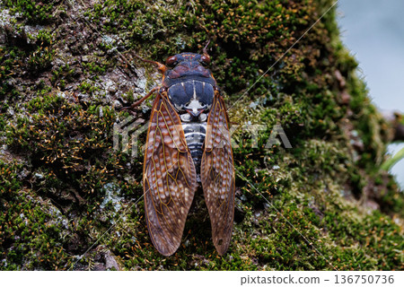 A brown cicada that is reminiscent of the summer sun and heat A brown cicada that is reminiscent of the summer sun and heat 136750736